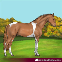Horse Color:Chestnut Sabino Tobiano