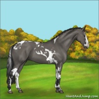 Horse Color:Grullo Splash Tobiano