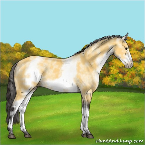Horse Color:White Spotted Buckskin Frame 