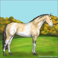 Horse Color:White Spotted Buckskin Frame