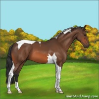 Horse Color:Bay Tobiano 
