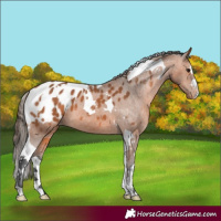 Horse Color:Bay Tobiano Appaloosa 
