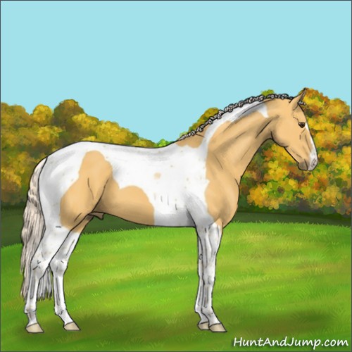 Horse Color:Palomino Tobiano 