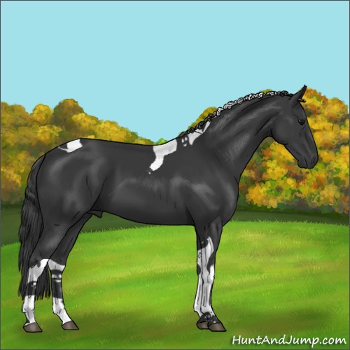 Horse Color:Black Tobiano 