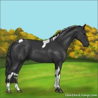 Horse Color:Black Tobiano 