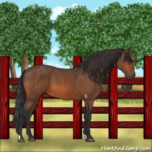 Horse Color:Bay 