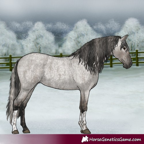 Horse Color:Silver Blue Roan  and Gray Grullo Roan 
