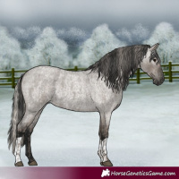 Horse Color:Silver Blue Roan  and Gray Grullo Roan 