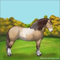 Horse Color:Chocolate Buckskin Dun Sabino Rabicano