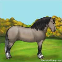 Horse Color:Brown Dun Sabino 