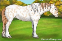 Horse Color:Gold Champagne Roan Dun Splash Tobiano Frame Appaloosa Rabicano 
