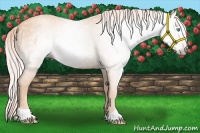 Horse Color:Gray Cremello 