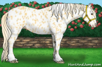 Horse Color:Palomino Appaloosa