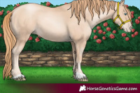 Horse Color:Gold Champagne Pearl 