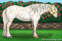 Horse Color:Palomino Pearl Appaloosa 