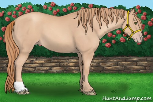 Horse Color:Gold Champagne 