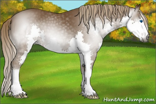 Horse Color:Gray Chocolate Palomino Splash 