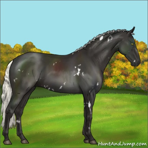 Horse Color:White Spotted Liver Chestnut Mushroom