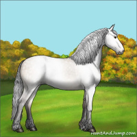 Horse Color:Gray Bay Dun