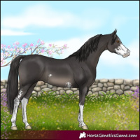 Horse Color:Smoky Black Sabino