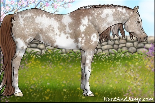 Horse Color:White Spotted Chestnut 