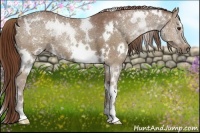Horse Color:White Spotted Chestnut 