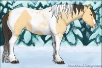 Horse Color:Buckskin Dun Tobiano 