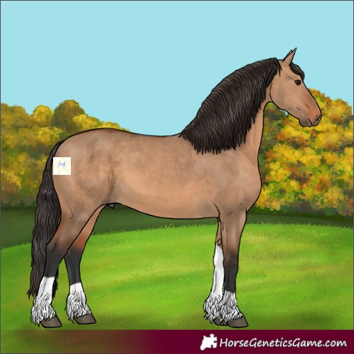 Horse Color:Bay Dun Tobiano 