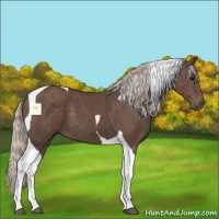 Horse Color:Silver Black Tobiano 