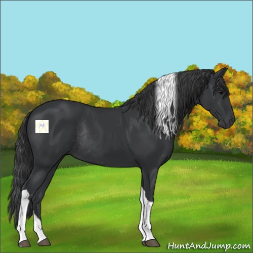 Horse Color:Black Tobiano Rabicano 