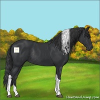 Horse Color:Black Tobiano Rabicano 