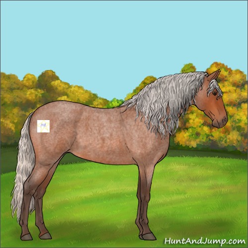 Horse Color:Silver Bay Roan 
