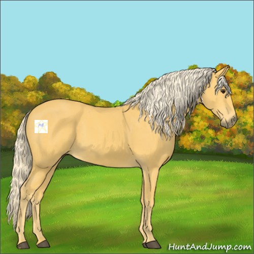 Horse Color:Palomino 