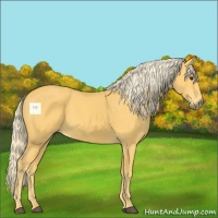 Horse Color:Palomino 