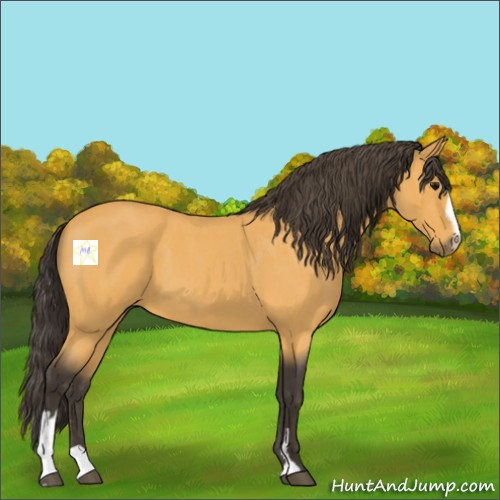 Horse Color:Buckskin Roan Sabino 
