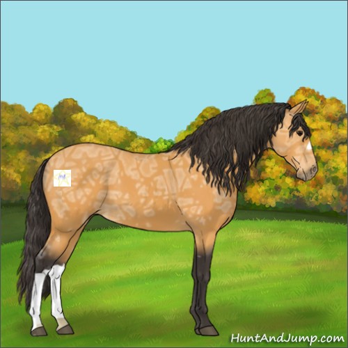 Horse Color:Buckskin Ice 