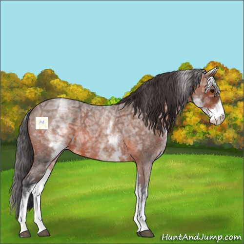 Horse Color:White Spotted Brown Ice Roan 