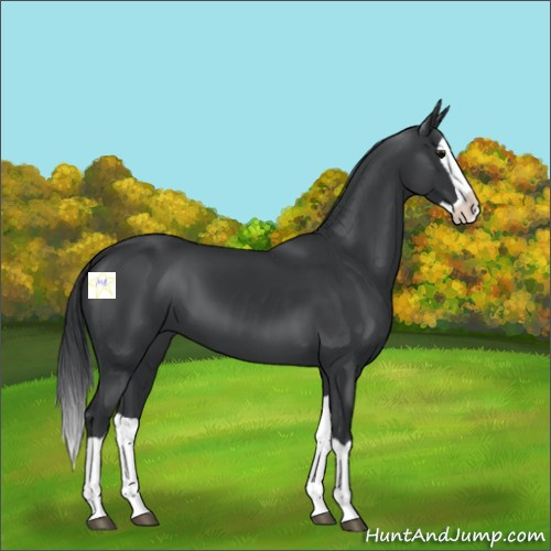 Horse Color:Black Splash 