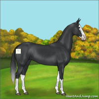 Horse Color:Black Splash 