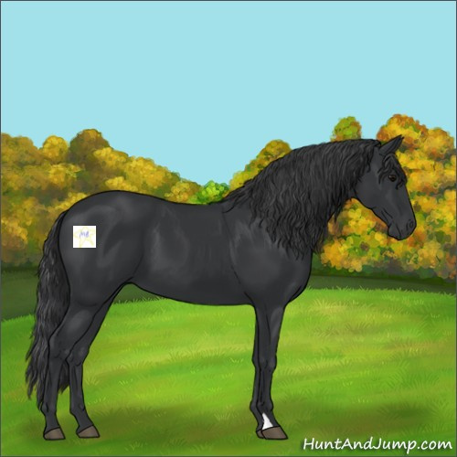 Horse Color:Black 