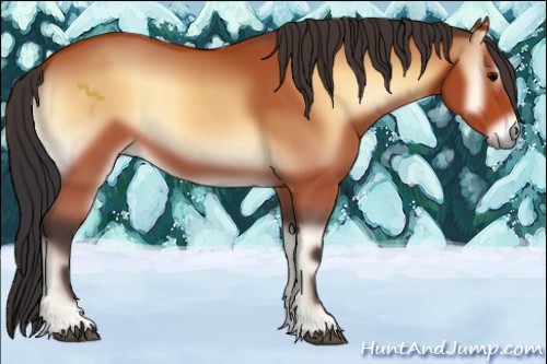 Horse Color:Bay Onyx 