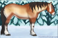 Horse Color:Bay Onyx 