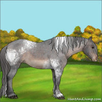Horse Color:White Spotted Brown Appaloosa 