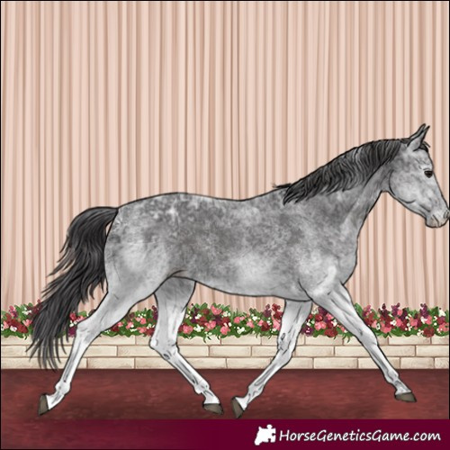 Horse Color:White Spotted Smoky Black Ice Rabicano 