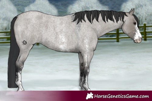 Horse Color:Grullo Roan Sabino 