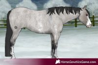 Horse Color:Grullo Roan Sabino 