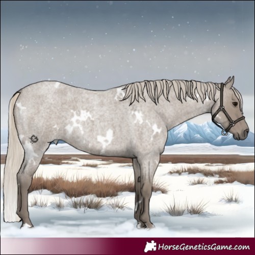Horse Color:White Spotted Silver Smoky Grullo Roan 