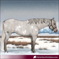 Horse Color:White Spotted Silver Smoky Grullo Roan 