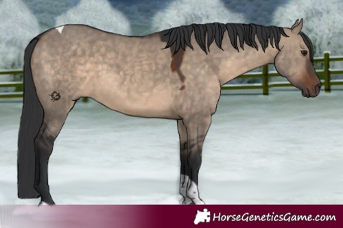 Horse Color:Brown Dun Tobiano 