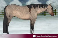 Horse Color:Brown Dun Tobiano 